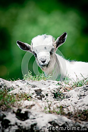 Little goat Stock Photo