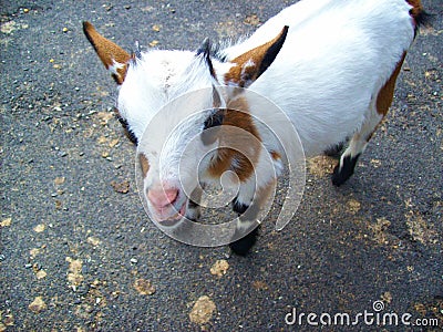 Little goat with cute look Stock Photo
