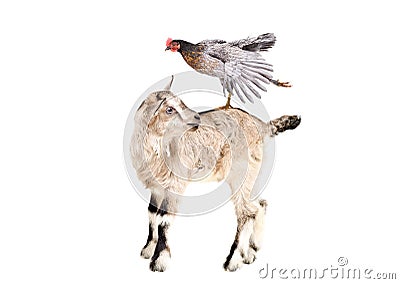 Little goatling standing with chicken on the back Stock Photo