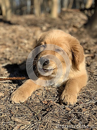 Dog favorite pet walks in the field Stock Photo