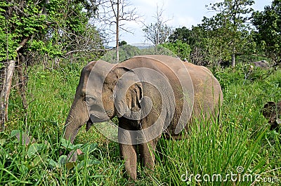 Little gray elephant hiding in green grass in park Stock Photo