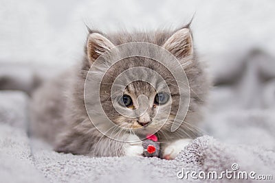 Little gray fluffy kitten maine coon looking at camera. Kid animals and cats concept Stock Photo