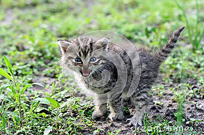 Little gray kitten hissing Stock Photo