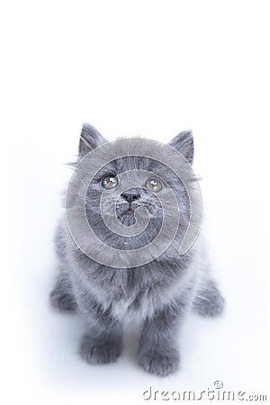 Little gray kitten looking up Stock Photo