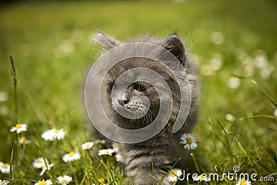 Little gray kitten playing in grass Stock Photo