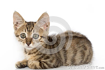 Little gray kitten portrait up Stock Photo