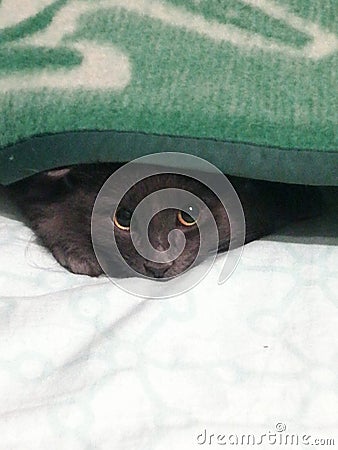 Little gray kitty peering out of the blanket Stock Photo