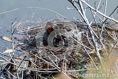 Little Grayâ€™s bird said hungry Stock Photo