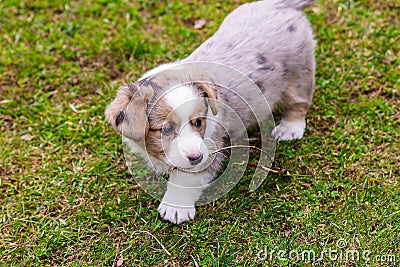 Cute little 1.5 month old Corgi puppy for a walk in the park. Stock Photo