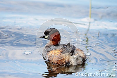 Little Grebe Stock Photo