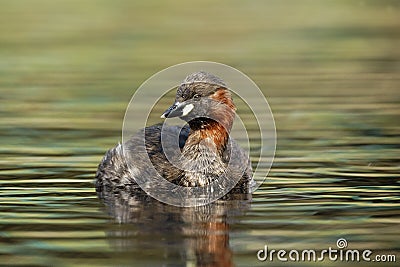 Little grebe or Dabchick, Tachybaptus ruficollis Stock Photo