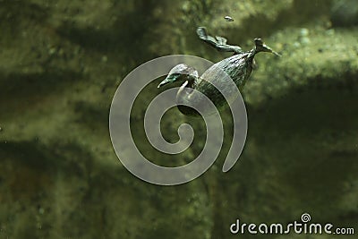 The Little grebe, dabchick Tachybaptus ruficollis. Stock Photo