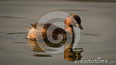 The little Grebe finding foods Stock Photo