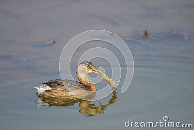 Little Grebe in Hong Kong Formal Name: Tachybaptus ruficollis Stock Photo