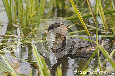 Little Grebe (Tachybaptus ruficollis) Stock Photo