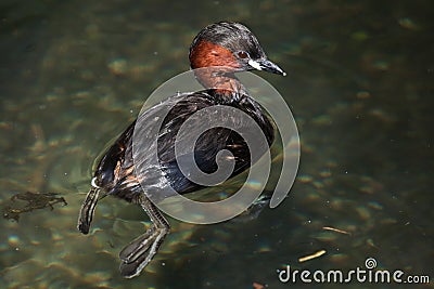 Little grebe (Tachybaptus ruficollis). Stock Photo