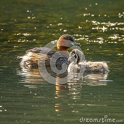 Little grebe, Tachybaptus ruficollis. Blackford Pond, Edinburgh Stock Photo