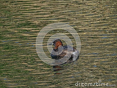 Little grebe, Tachybaptus ruficollis. Blackford Pond, Edinburgh Stock Photo