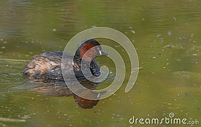 Little Grebe(Tachybaptus ruficollis) with reflection Stock Photo