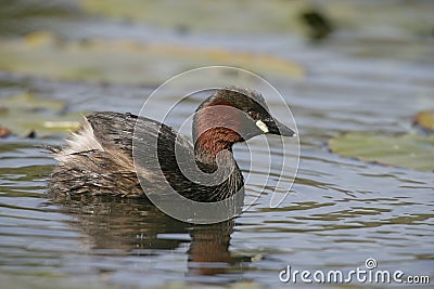 Little grebe, Tachybaptus ruficollis Stock Photo