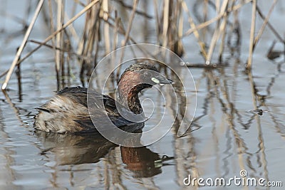 A Little Grebe (Tachybaptus ruficollis) swimming on a lake hunting for food. Stock Photo