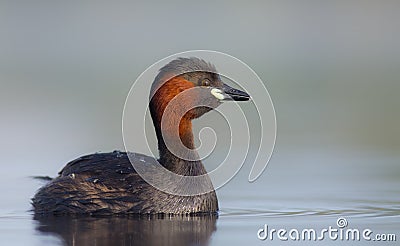 Little Grebe - Tachybaptus ruficollis Stock Photo