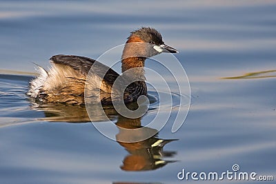Little Grebe on water Stock Photo