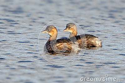 Little grebes - tachybaptus ruficollis. Stock Photo