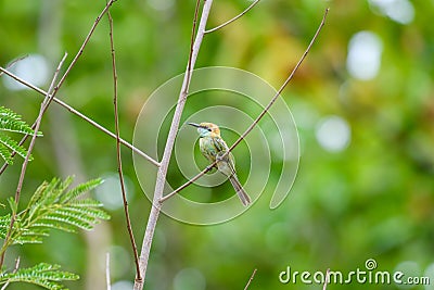 Little Green Bee-eater bird perching on branch in tropical rainforest Stock Photo