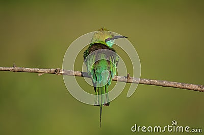 Little Green Bee Eater Bird, Sri Lanka Stock Photo