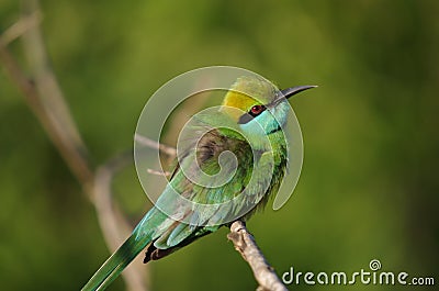 Little Green Bee Eater Bird, Sri Lanka Stock Photo