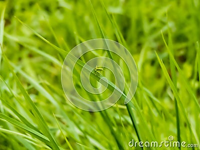 Little Green Caelifera Sitting On The Top Of Long Grass In Wild Grassland Stock Photo
