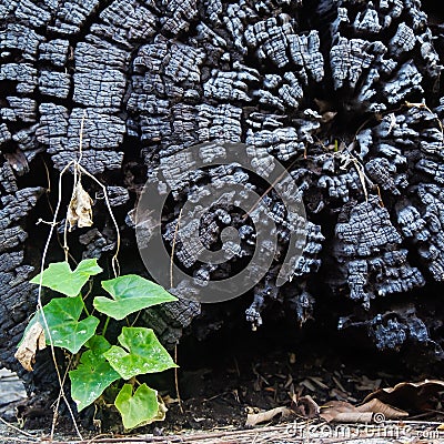 Little green growing and old lod Stock Photo