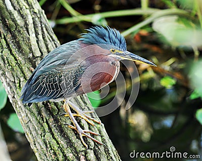 Little Green Heron Stock Photo