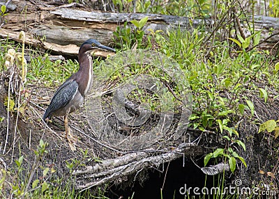 Little Green Heron Stock Photo