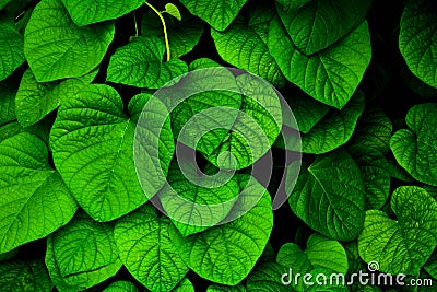 Little green ivy leaf in nature. Stock Photo