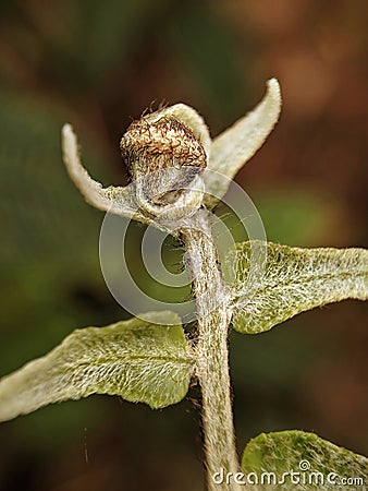 Hairy Little Green Leaves Stock Photo