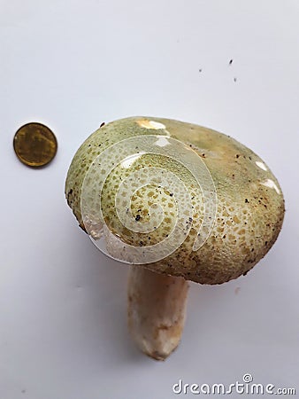 Little green mushroom in wood Stock Photo