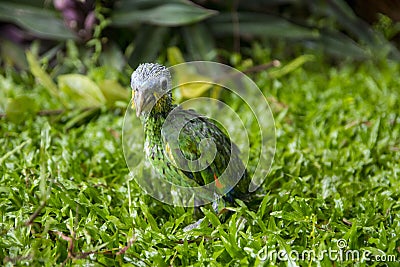 Little Green Parrot Stock Photo