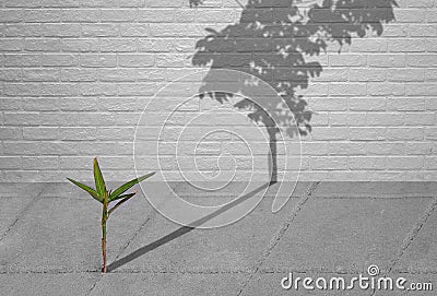 Little green plant growing through crack of pavement with sunlight and long shadow of fully grown tree on surface of brick wall Stock Photo