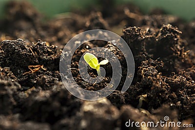 Little Green Sprout Growing From the Ground in Spring. New Life, Organic Agriculture, Business Growth Concept Stock Photo
