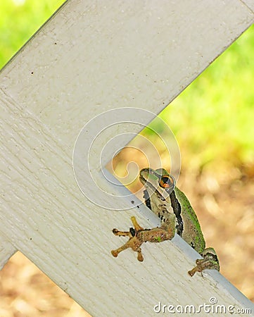 Little green Tree frog perched on trellis Stock Photo