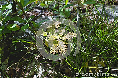 Little green tree sprout leaf in the forest. Stock Photo