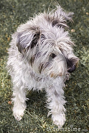 Little grey hairy dog Stock Photo
