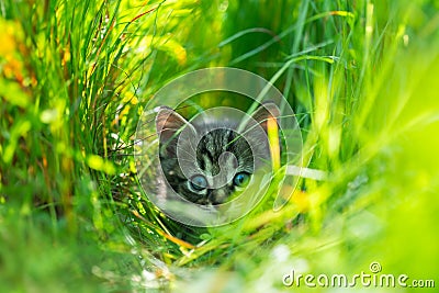 Little grey kitten with blue ayes hunting Stock Photo