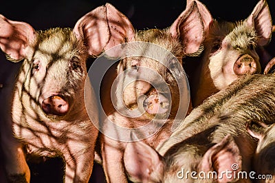 Little group of dirty curious piglets in the shadow Stock Photo