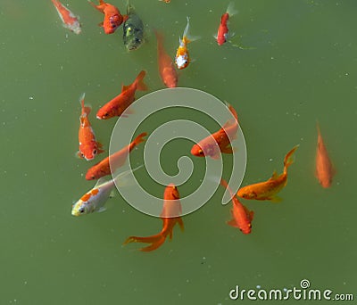 Little group of goldfishes Stock Photo