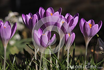 A little group purple crocus flowers in the garden in winter Stock Photo