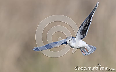 Little gull, Crete Stock Photo