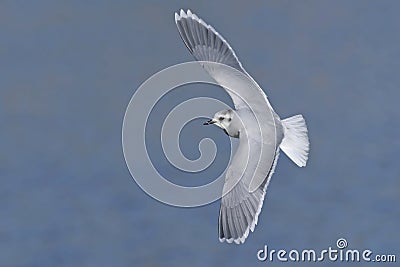 Little gull, Greece Stock Photo